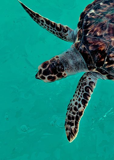 Snorkelling with turtle at Mudjimba Island