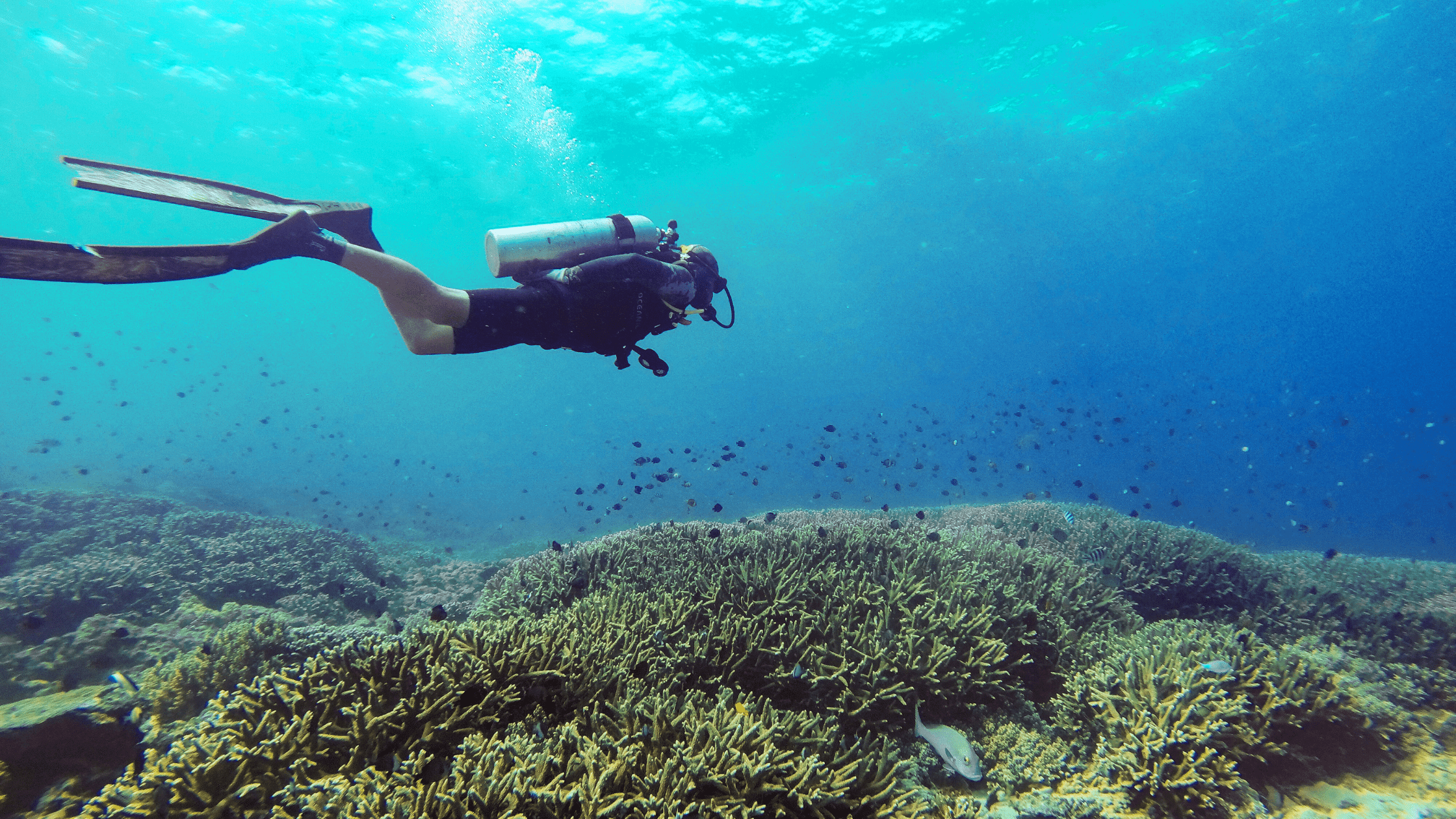 Blog about best dive sites in QLD