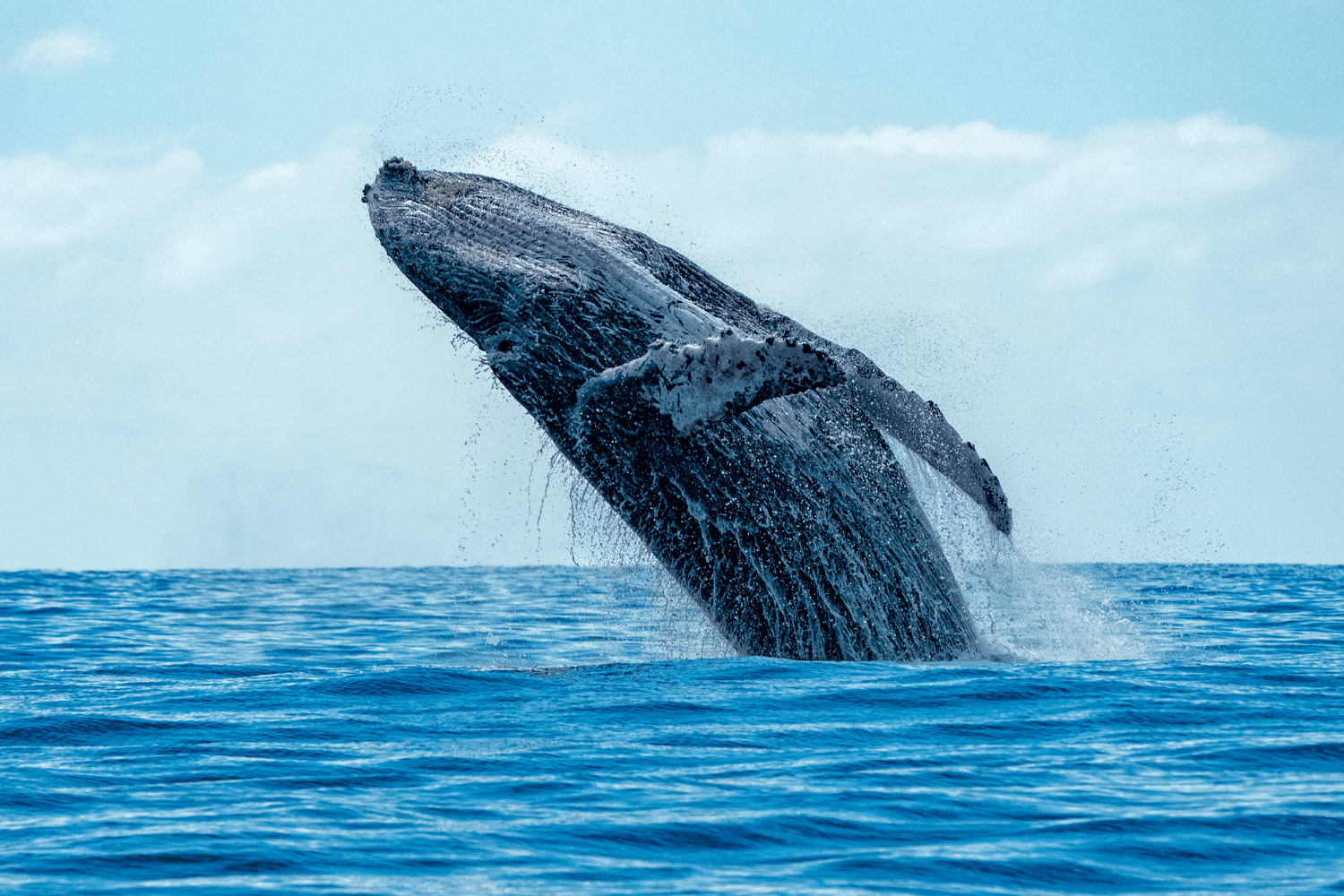 Humpback Whale Breaching on The Sunshine Coast