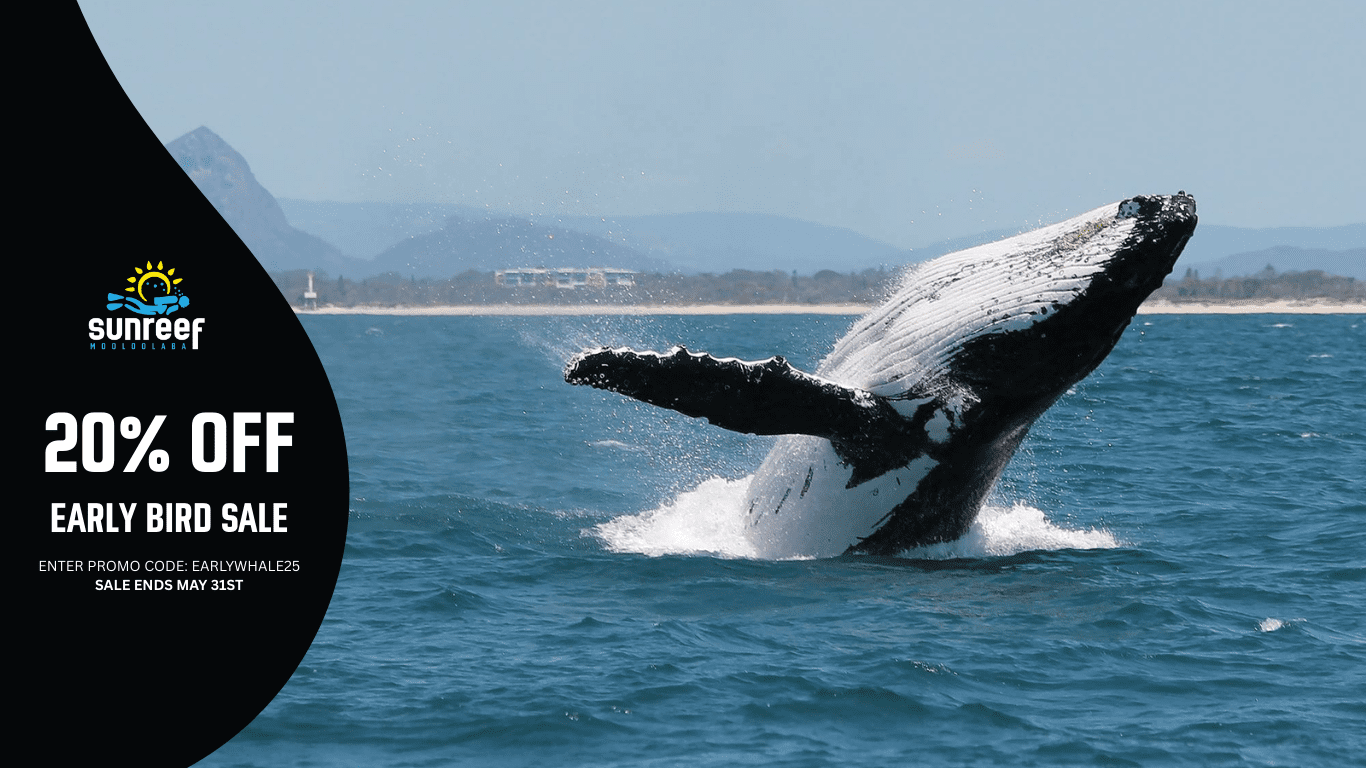 1 Early Bird Sale Whale Watching with Sunreef Mooloolaba banner shows a Whale Breaching
