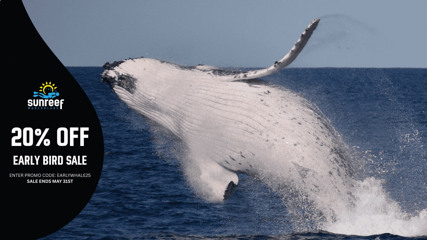 2 Early Bird Whale Watching 2025 with Sunreef Mooloolaba