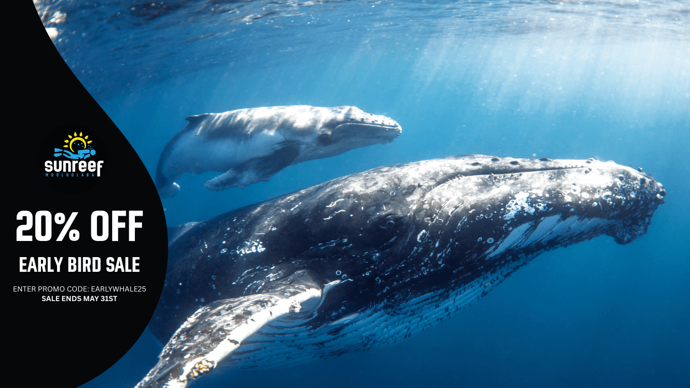 3 Easrly Bird Sale, Swim With Whales Sunreef Mooloolaba