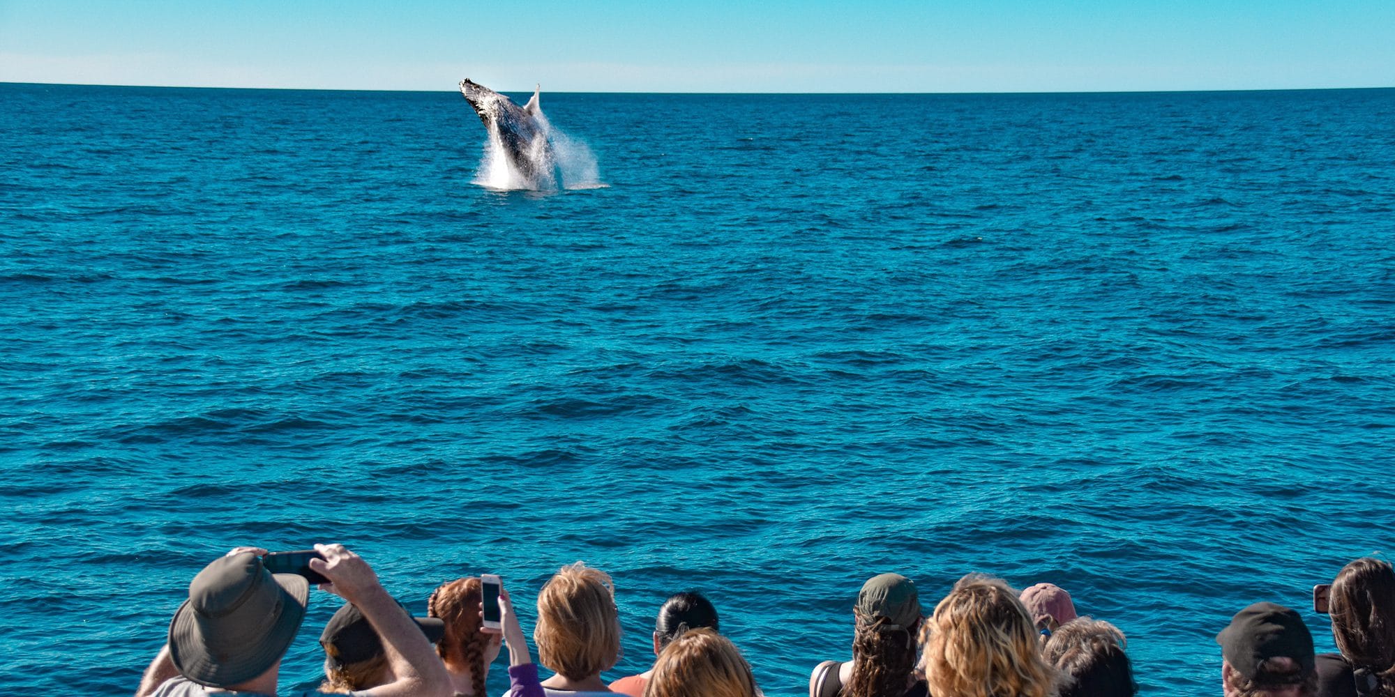 Whale Watching Brisbane Whale Watching Brisbane