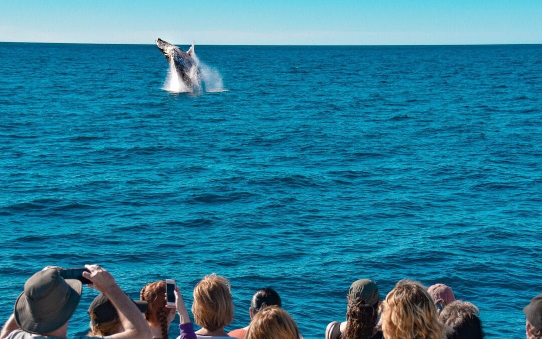 Whale Watching Brisbane With Kids: How To Plan A Zero-Meltdown, Maximum-Splash Day Out