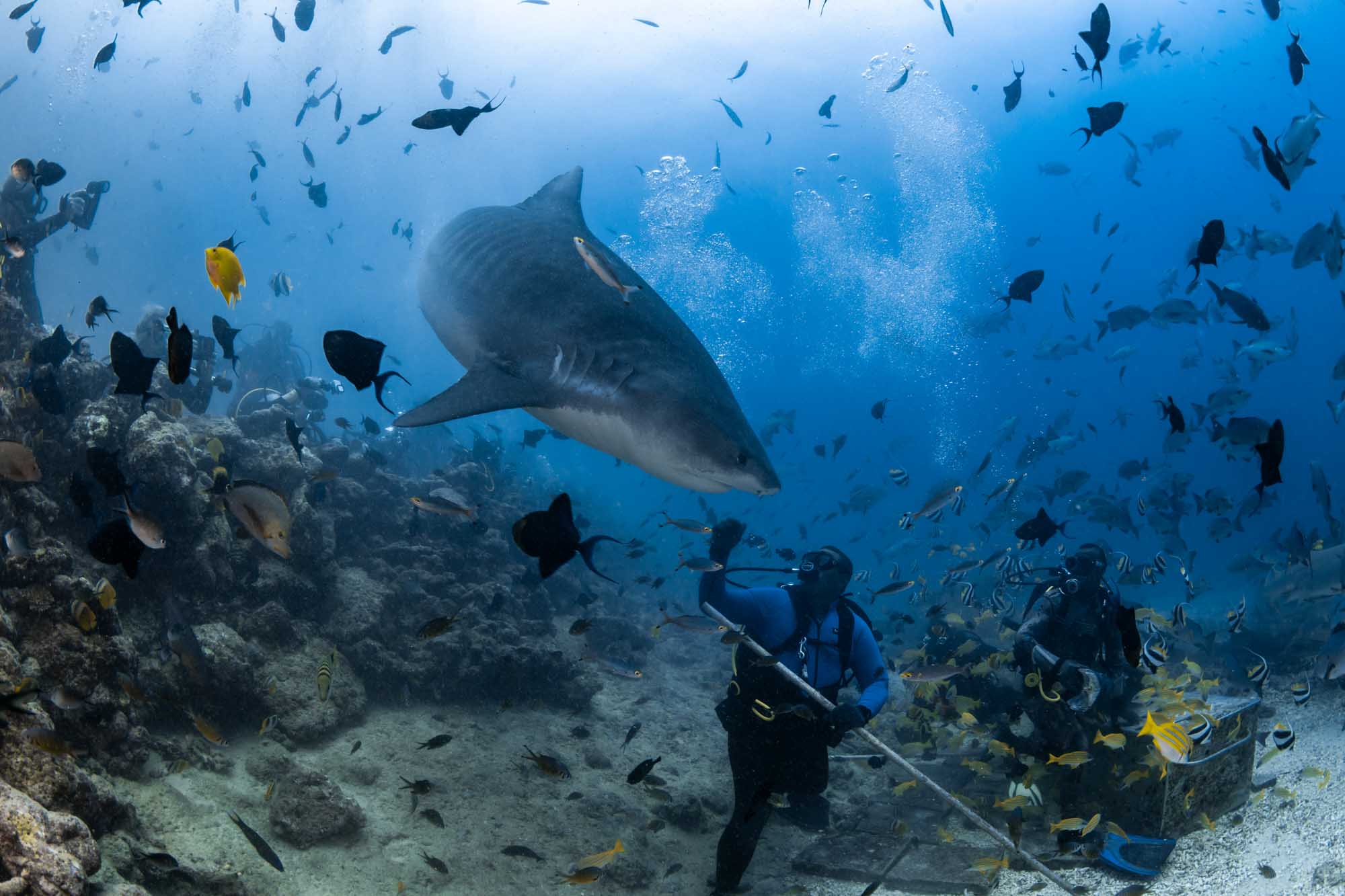 Beqa Lagoon Bull Shark Diving | Sunreef Fiji Dive Expedition 2027 Large Tiger shark swimming among tropical reef fish and scuba divers during a shark diving encounter at Beqa Lagoon, Fiji, featured on Sunreef's 2027 dive trip.