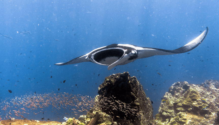 Komodo Manta Ray Diving | Sunreef Indonesia Liveaboard 2028 Giant manta ray gliding above a colourful coral reef surrounded by tropical fish in Komodo National Park, Indonesia, featured on Sunreef's 2028 liveaboard diving expedition.