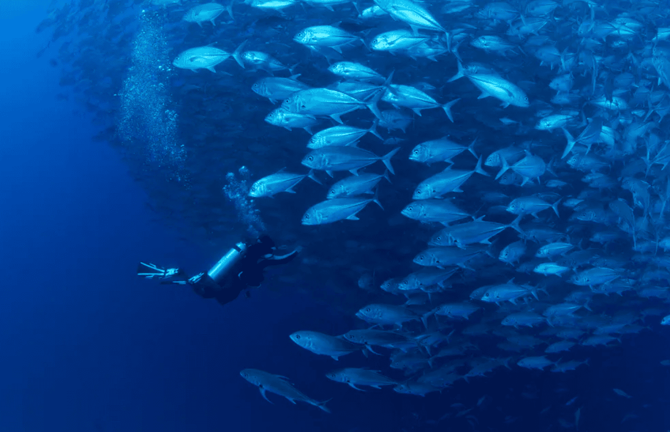 Philippines Schooling Fish Diving | Sunreef Dive Expedition 2028 Scuba diver swimming alongside a massive school of silver trevally in deep blue tropical waters, showcasing the marine life on Sunreef's Philippines dive trip in 2028.