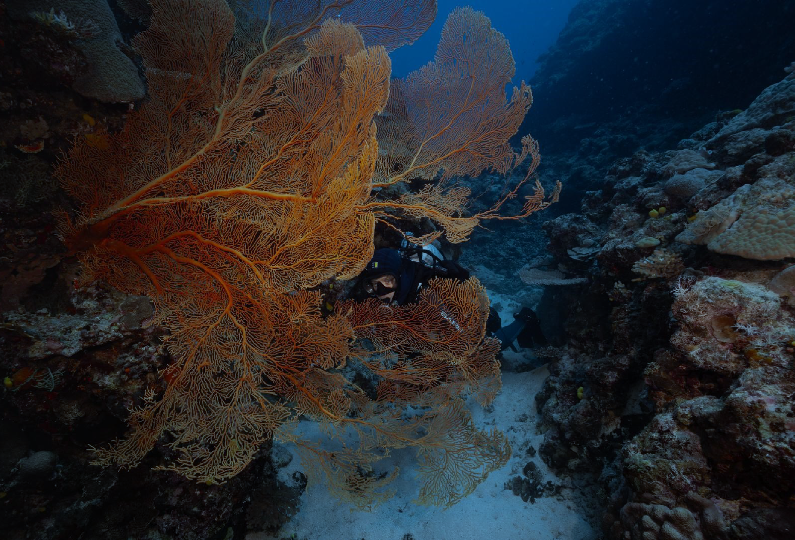 Port Vila, Havannah Harbour Reef Diving | Sunreef Vanuatu June 2027 Scuba diver exploring colourful orange sea fans and coral formations on a tropical reef during Sunreef's Havannah Harbour dive expedition in Vanuatu.