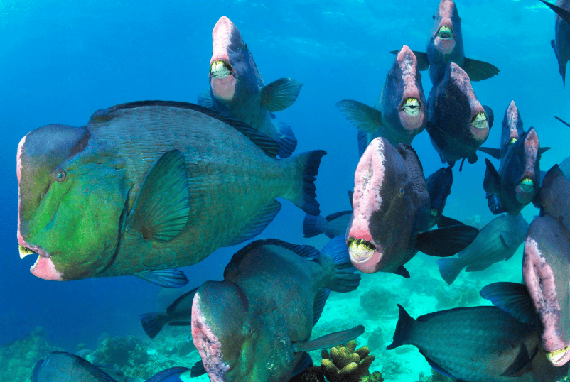 Sipadan Bumphead Parrotfish Diving | Sunreef Malaysia Dive Trip 2028 Large school of colourful bumphead parrotfish swimming over a tropical coral reef at Sipadan Island, Malaysia, featured on Sunreef's 2028 scuba diving expedition.